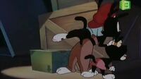 Animaniacs الضاحكون Tzu5wmston8j_t